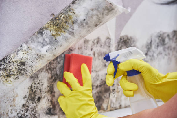 Best Industrial Mold Remediation  in Gretna, LA